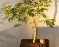 Princess Earrings bonsai tree Purple and Yellow flowers