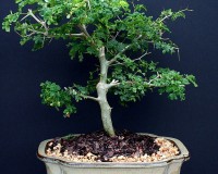 Brazilian Raintree Bonsai Tree 10yrs Old