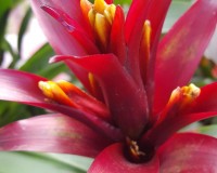 Red with yellow bromeliad