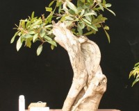 Robie (ficus) Specimen Bonsai Tree 35yrs Old sold