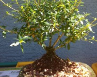 Straight Trunk Serissa Thousand Stars bonsai tree