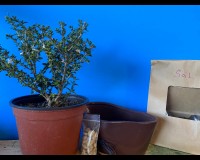 White flowering serissa bonsai kit