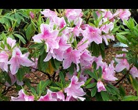 One Gallon Dwarf Azalea Small Leaf TABOR