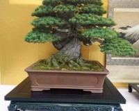 can you name the tree>?