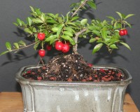 indoor cherry bonsai tree