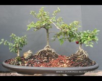 Weeping cherry forest planting bonsai tree