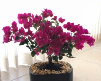 Monster 12 inch potted Bougainvillea bonsai tree likes semi sun to full sun