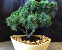 Monster Juniper Bonsai tree in 12 inch pot
