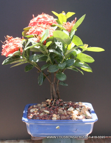 Red Petite Ixora Bonsai Tree Medium