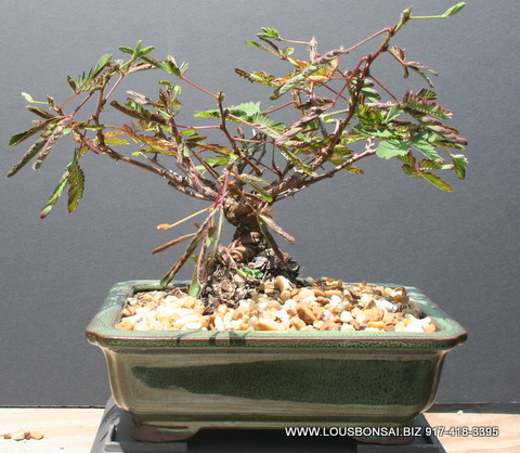 Mimosa Sensitive bonsai tree