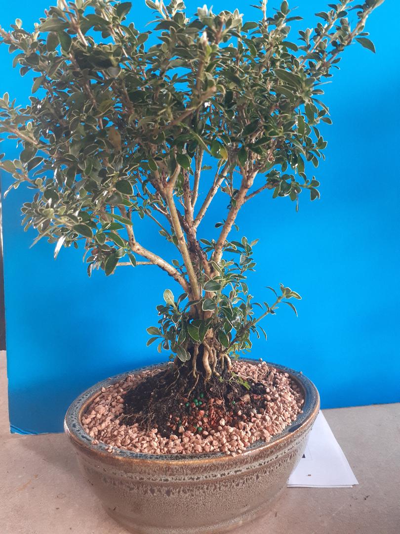 White flowering Serissa in 8inch pot.  Great flowering