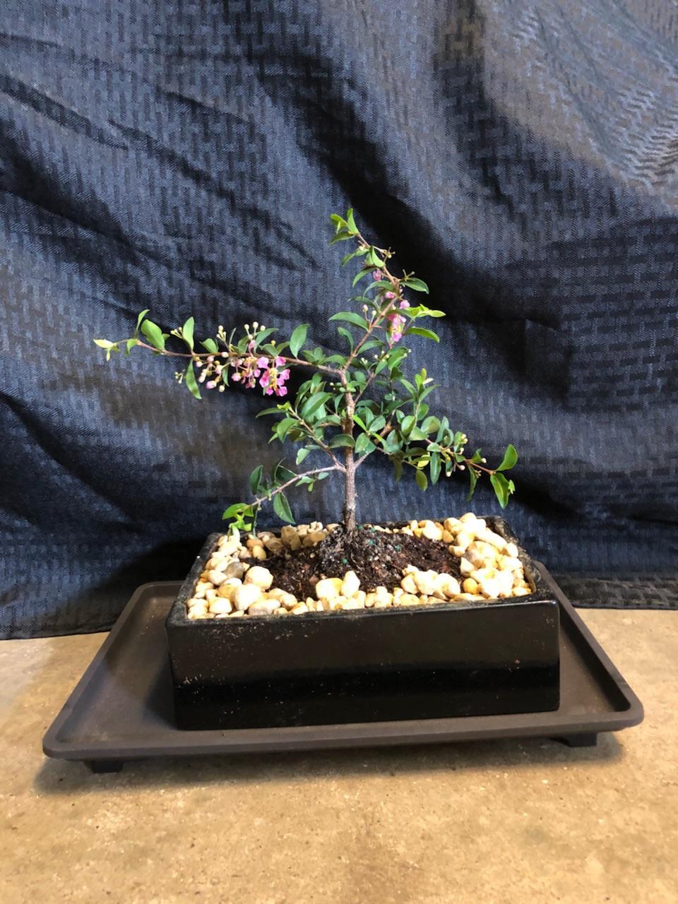 weeping bonsai tree for indoor bonsai lover  REAL CHERRIES