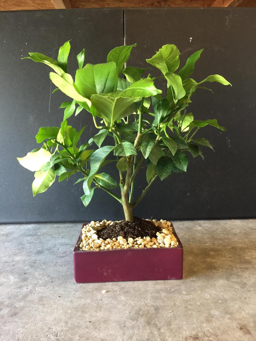 Real Lemon bonsai tree !  Ships in Florida