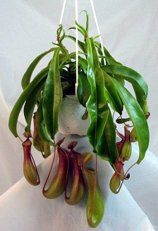 Pitcher plants 8 inch hanging