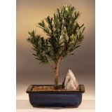 Pod carpus Pine Bonsai Tree.