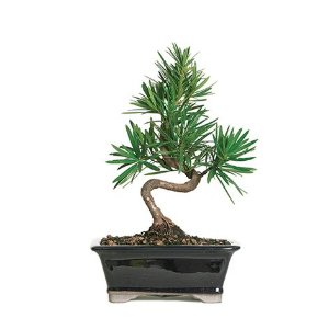 Podcarpus Bonsai tree styled