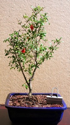 Medium Dwarf Pomegrante Bonsai Tree By Lousbonsai