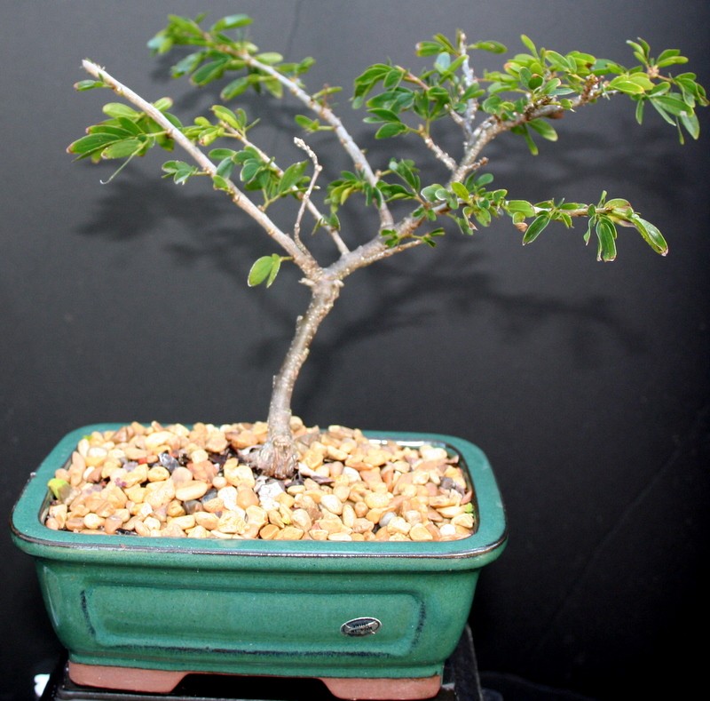 Powderpuff Bonsai 2 Medium Bonsai Tree By Lousbonsai