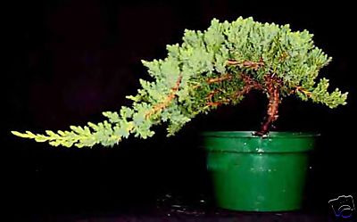 Prebonsai Juniper Bonsai Tree