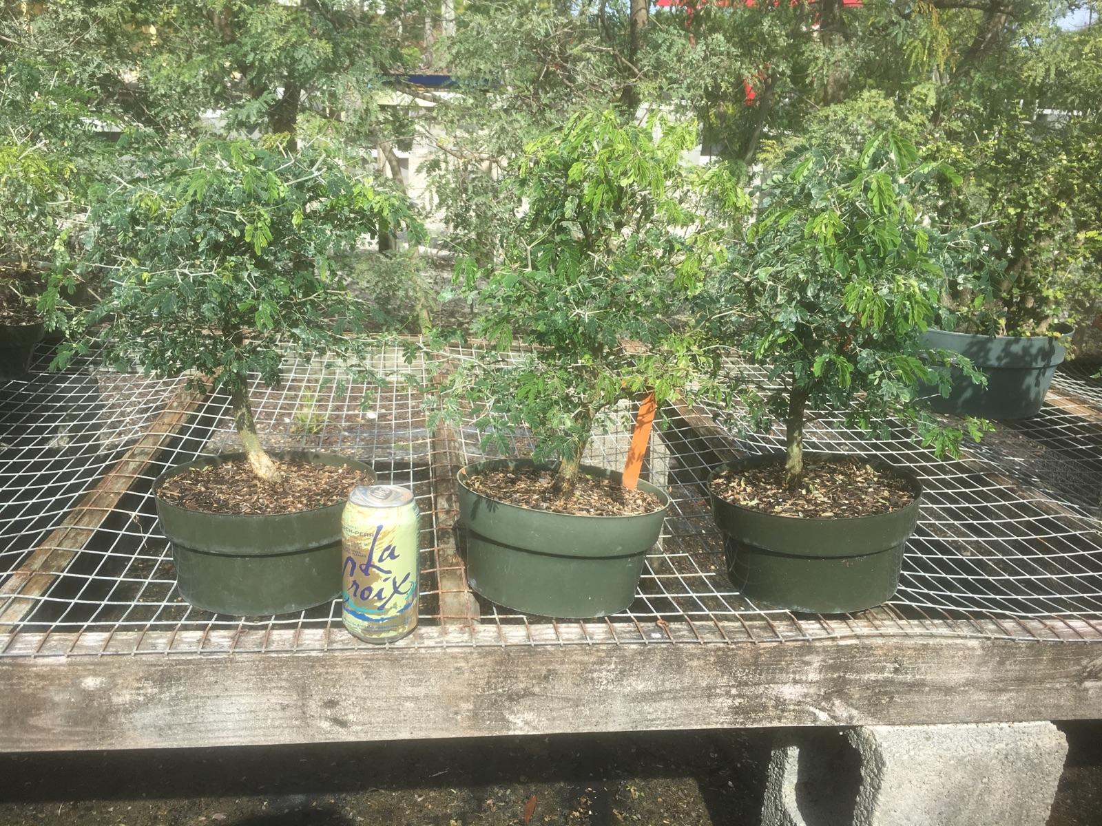 Prebonsai Brazilian Raintree Bonsai Tree