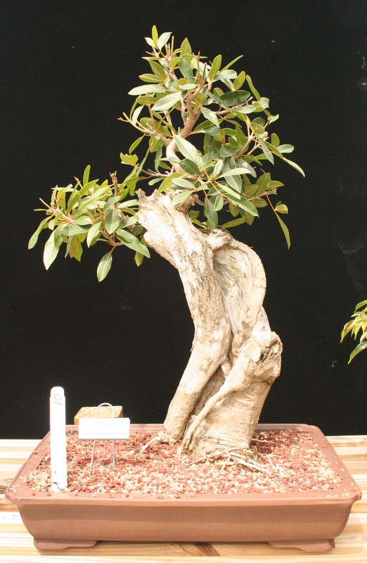 Robie (ficus) Specimen Bonsai Tree 35yrs Old sold