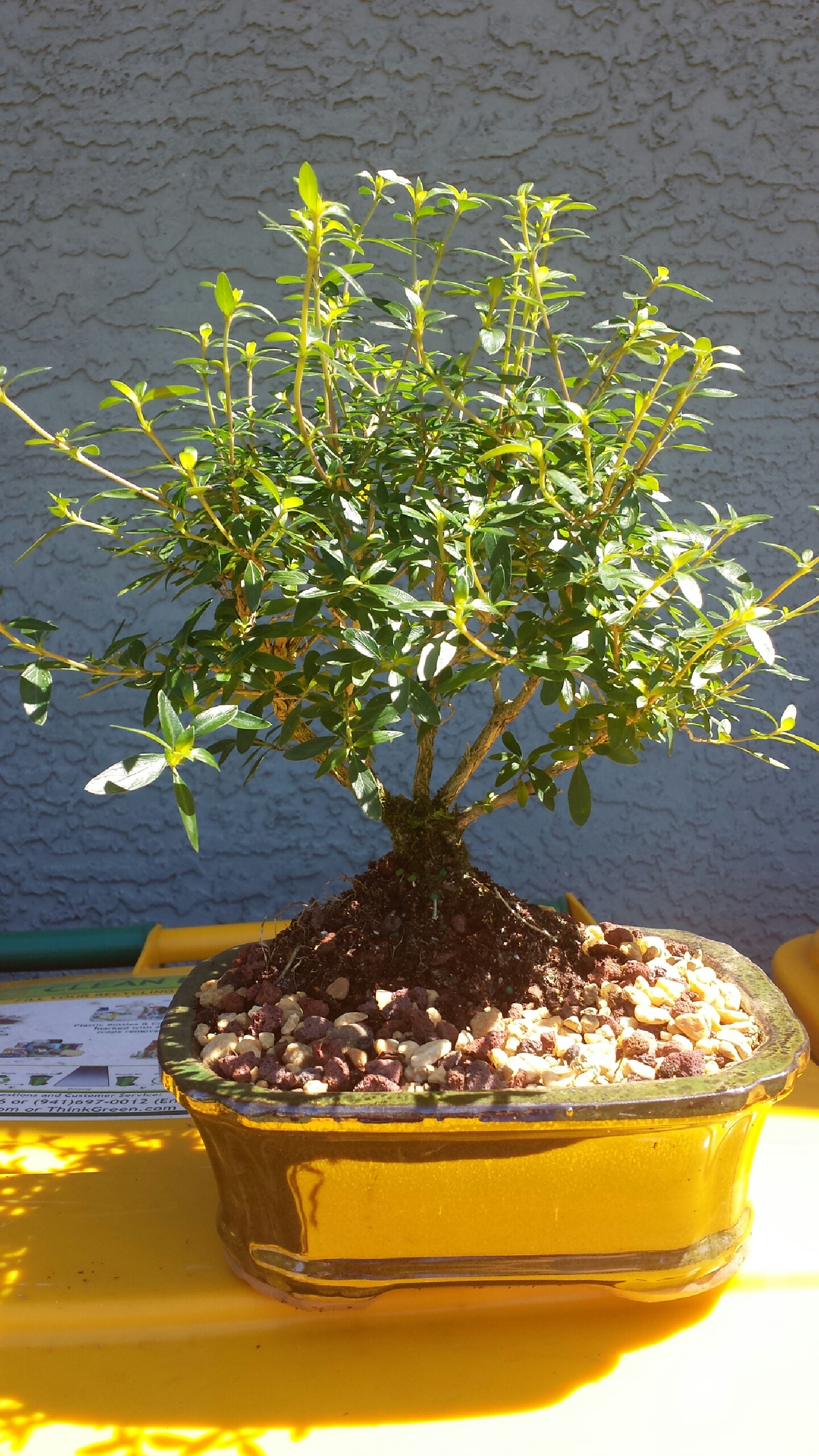 Straight Trunk Serissa Thousand Stars bonsai tree