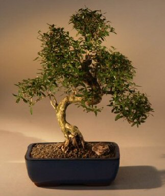 Large Flowering Serissa Bonsai Tree By Lousbonsai