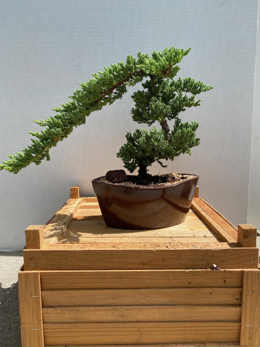 Juniper bonsai tree for beginner bonsai lovers