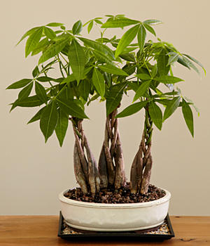 Braided money bonsai tree 3 planting
