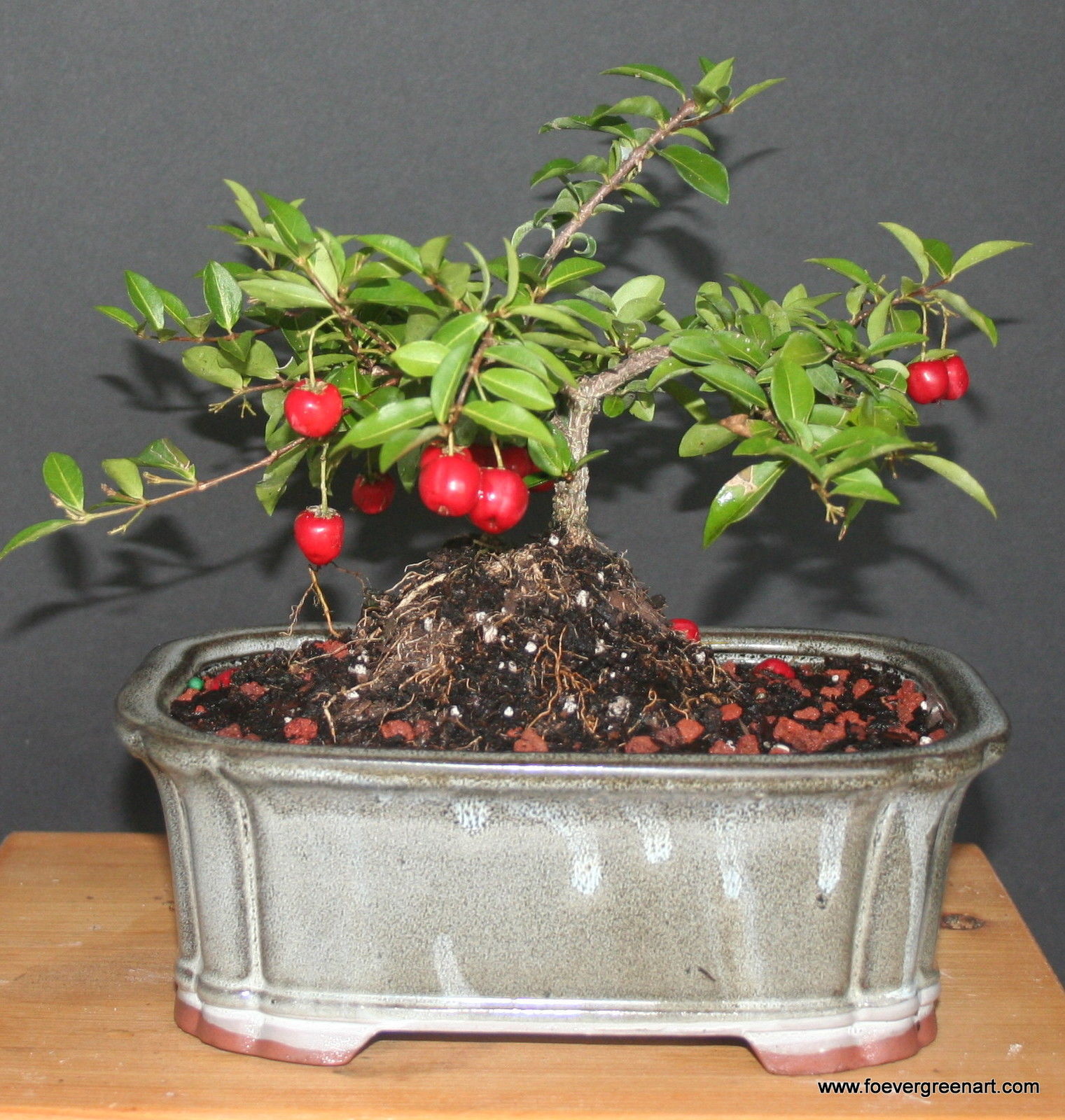 indoor cherry bonsai tree