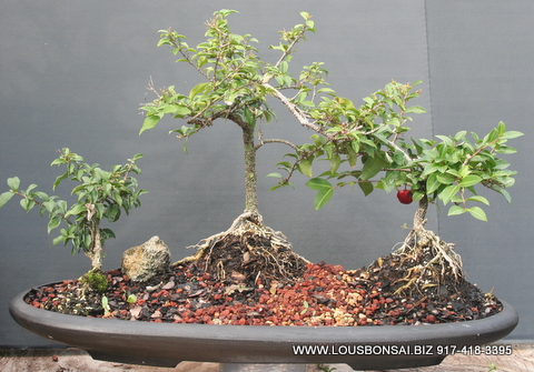 Weeping cherry forest planting bonsai tree