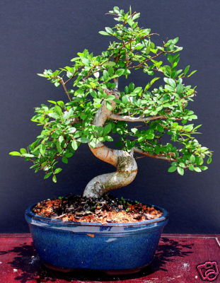 Chinese Elm Imported Bonsai Tree